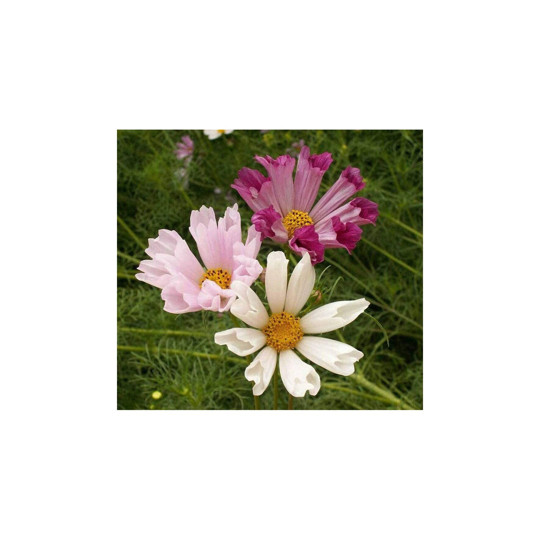 Cosmos Cosmos Bipinnatus Seashells Flower For Planting In Home Garden Or Backyard Borders Flower [neera-v5-7c0aa052420d4178797c]