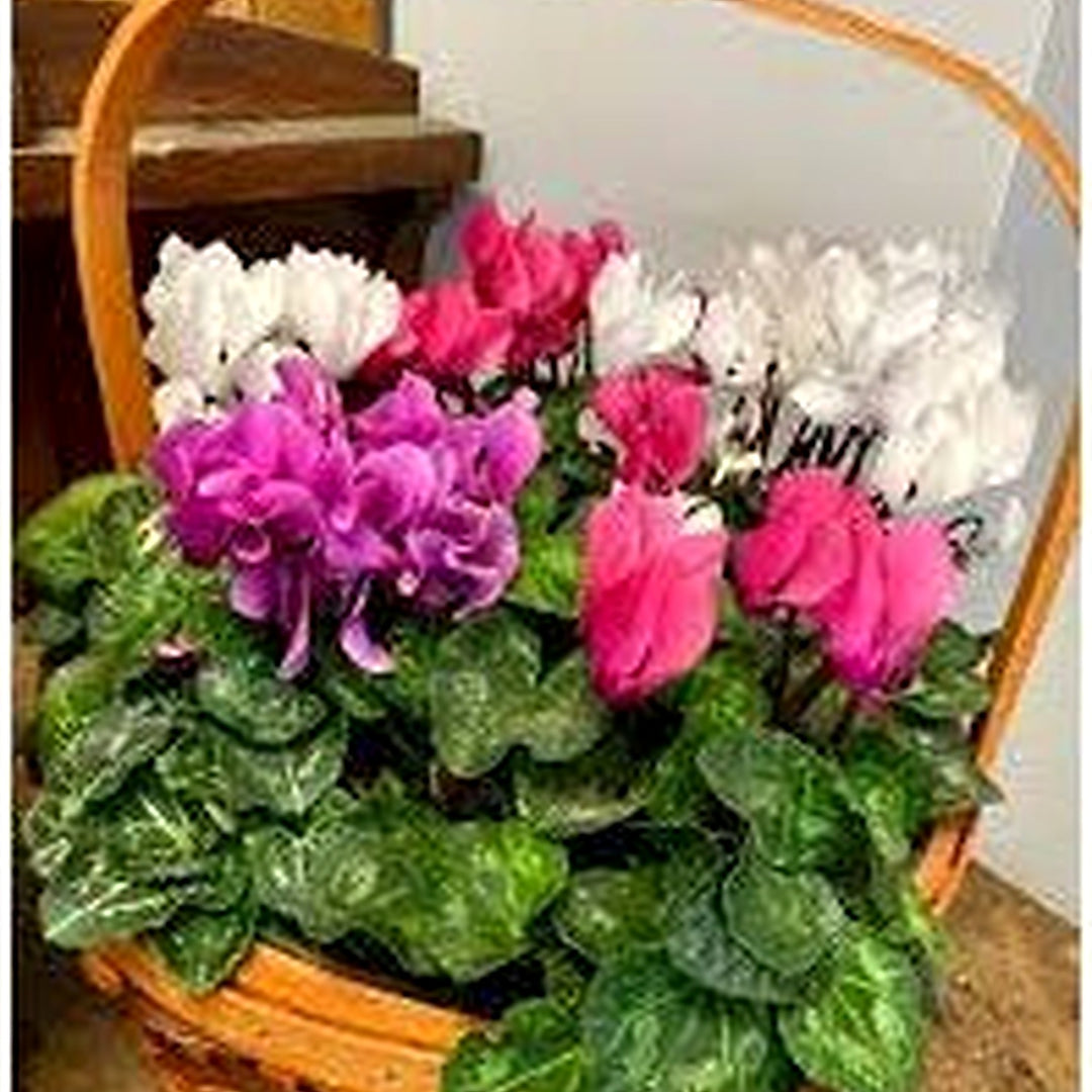 Pink &amp; White Cyclamen Seeds [neera-v5-7c0b302a623472a0d77e]