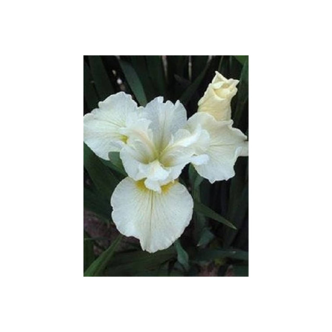 White Iris Iris Siberica Flower For Planting Suitable For Moist Garden Areas Naturalistic [neera-v5-7c13fa6005a55a5dbb06]
