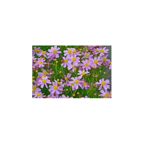 Coreopsis Rosea Flower Seeds for Planting, Heirloom, Non-GMO [neera-v5-7c1915393680cdab2445]