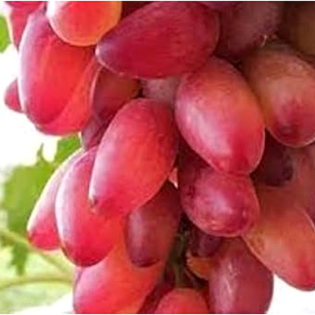 Gold Finger Grape Seeds [neera-v5-7c20d52f4a1c7eae99fd]