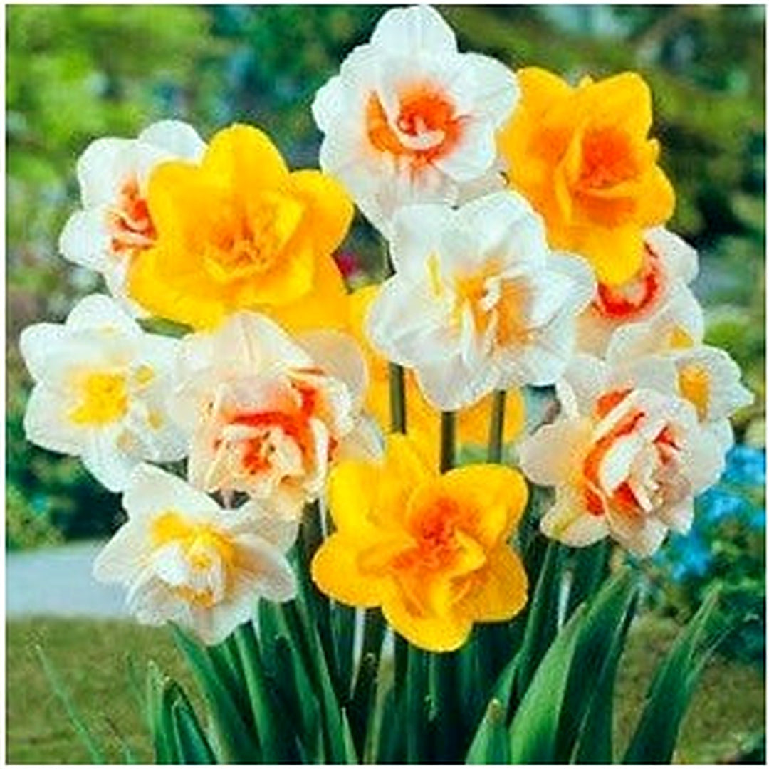 Mixed Double Narcissus Flower Seeds for Planting [neera-v5-7c40ec0da63f619621bf]