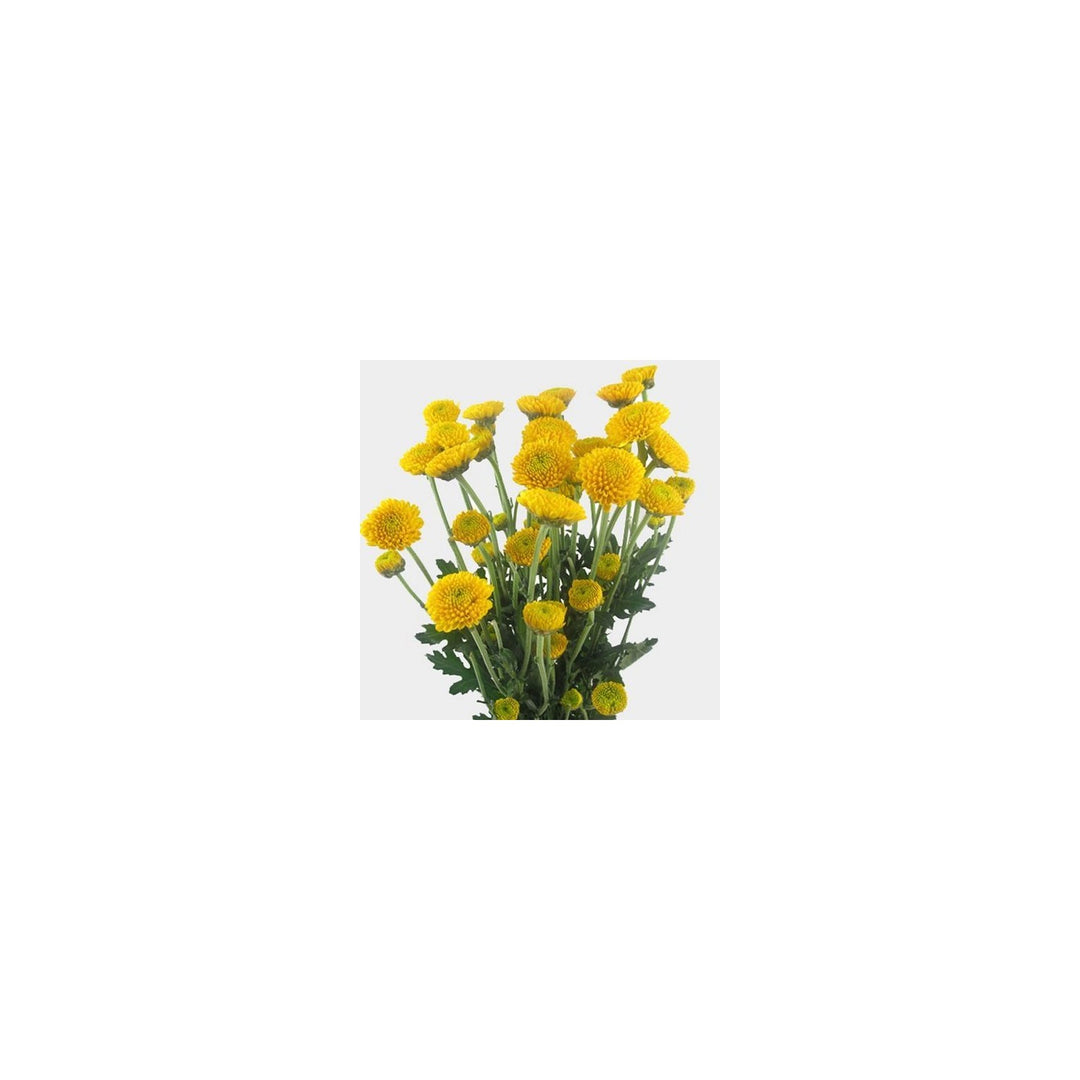 Yellow Heirloom Non Gmo Button Flower Garden Planting Bright Compact Blooms Variety Flower [neera-v5-7c649aba8116c665dbbd]