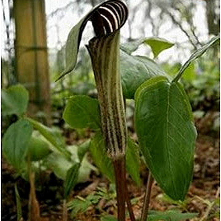 Green Arisaema Triphyllum Planting Seeds for Garden [neera-v5-7c68b0b97a81b14d423a]