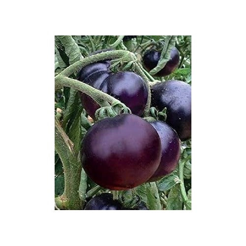 Heirloom Non-GMO Violet Tomato Seeds for Home Garden Planting [neera-v5-7c69fe7c8ea1d80a2d68]