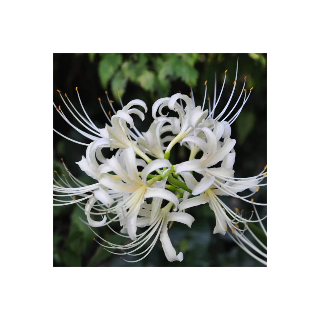 White Lycoris Radiata Organic Heirloom Non Gmo Flower Planting Flower Seeds Home Garden [neera-v5-7c6d51060ec60d8a1c9e]