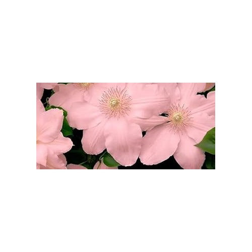 Peach Clematis Flower Seeds [neera-v5-7c71f024fd68a8a26110]