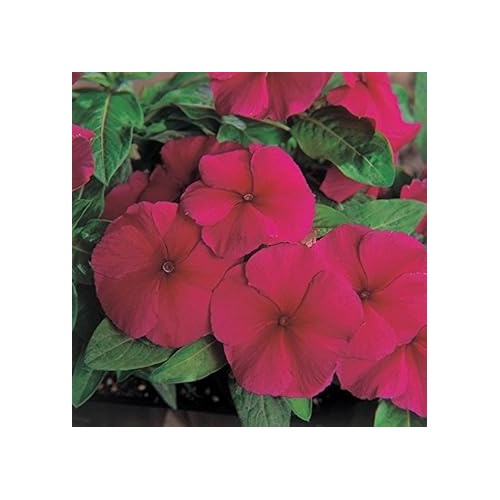 Purple Vinca Flower Seeds for Planting, NON GMO Seeds [neera-v5-7c7ba0723f9d46e6483f]