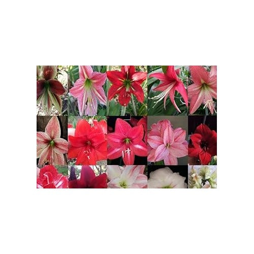 Mixed Hippeastrum Rutilum Flower Seeds [neera-v5-7c85ca8a2ea3f5fc9493]