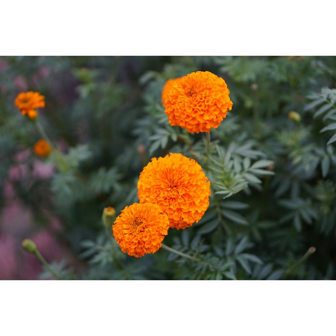 Aztec Marigold Flower Heirloom Non Gmo Flower For Planting Flower Seeds for Home Garden Planting, [neera-v5-7c952fa723782ab732dd]