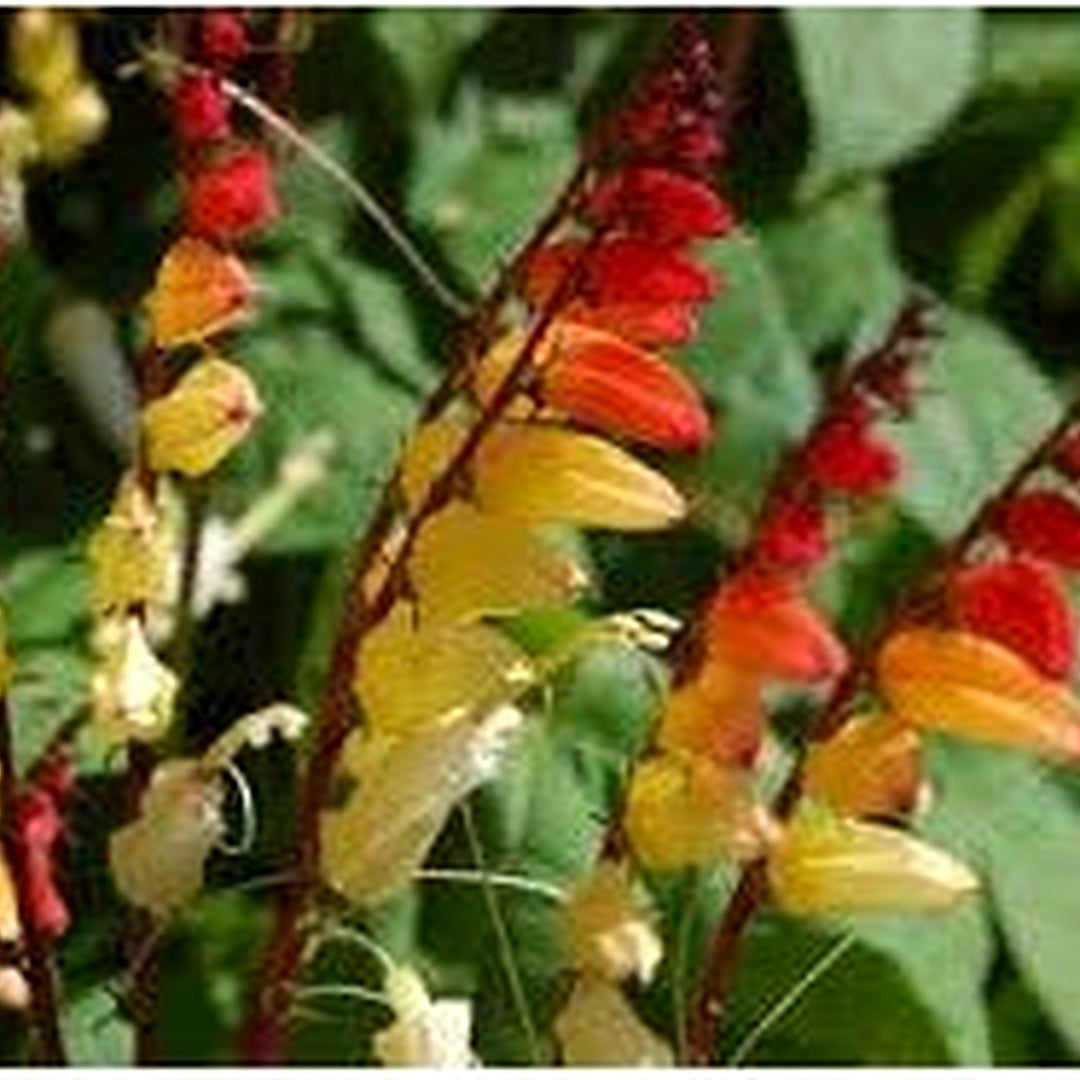 Heirloom Mina Lobata Plant Seeds for Garden Planting, Non-GMO, Exotic Climbing Blooms for Trellises [neera-v5-7c96030107377add4b99]