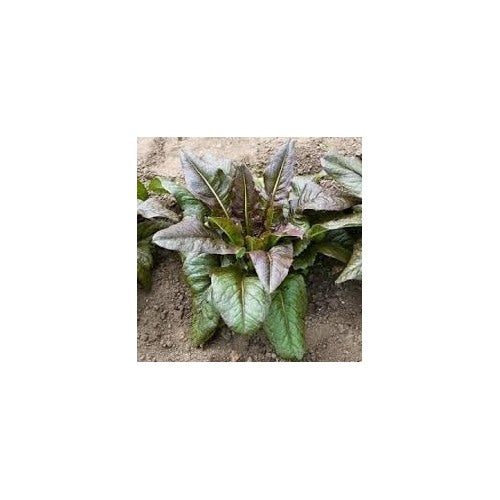 Lettuce Vegetable Seeds for Planting [neera-v5-7c96be17d5dad83058da]