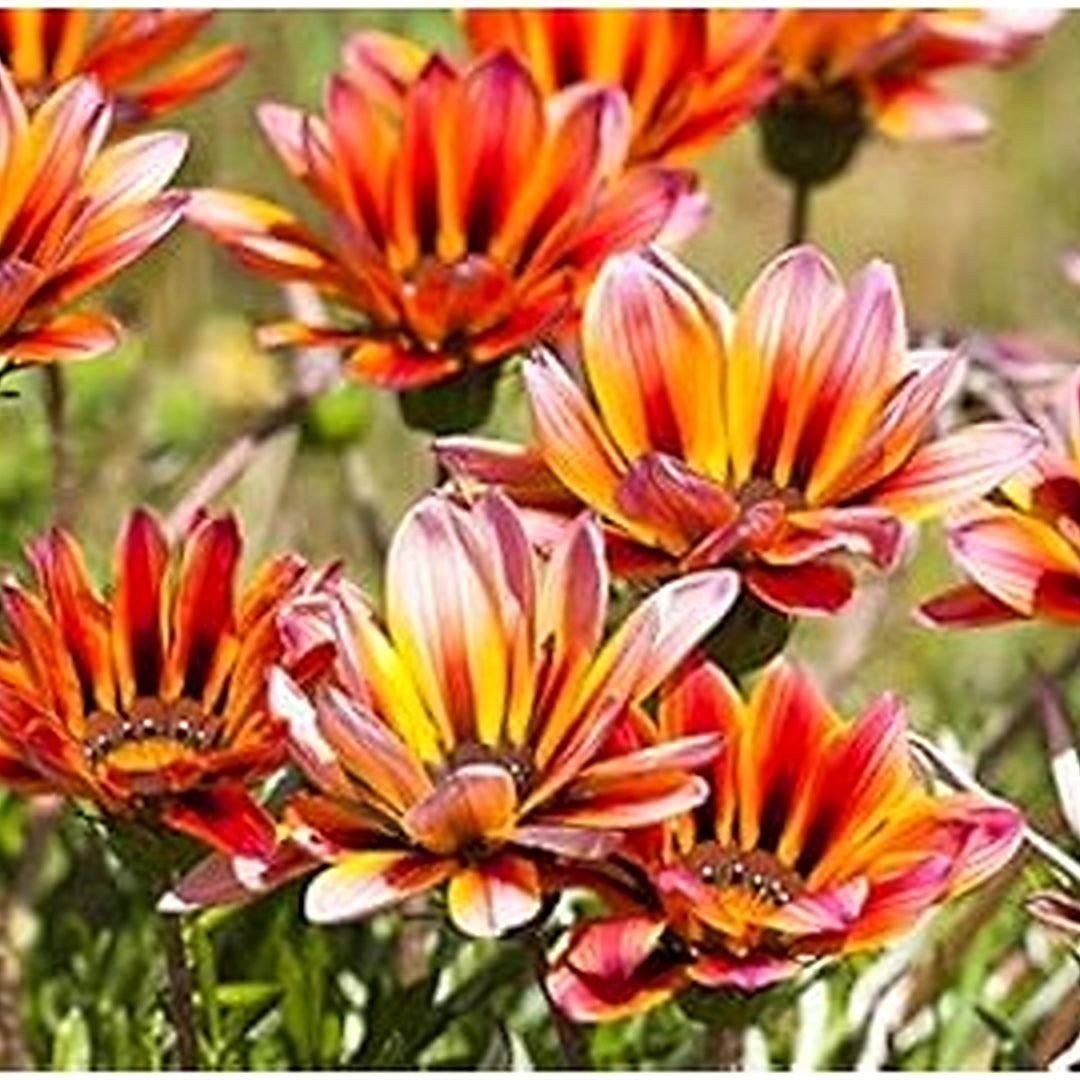 Light Pink Orange Gazania Flower Seeds [neera-v5-7c9b5f975c883c03a92a]