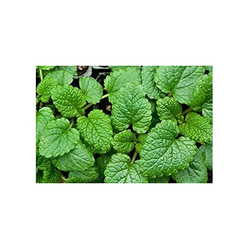 Green Mint Plant Seeds for Planting [neera-v5-7c9cef6867ad66001a23]