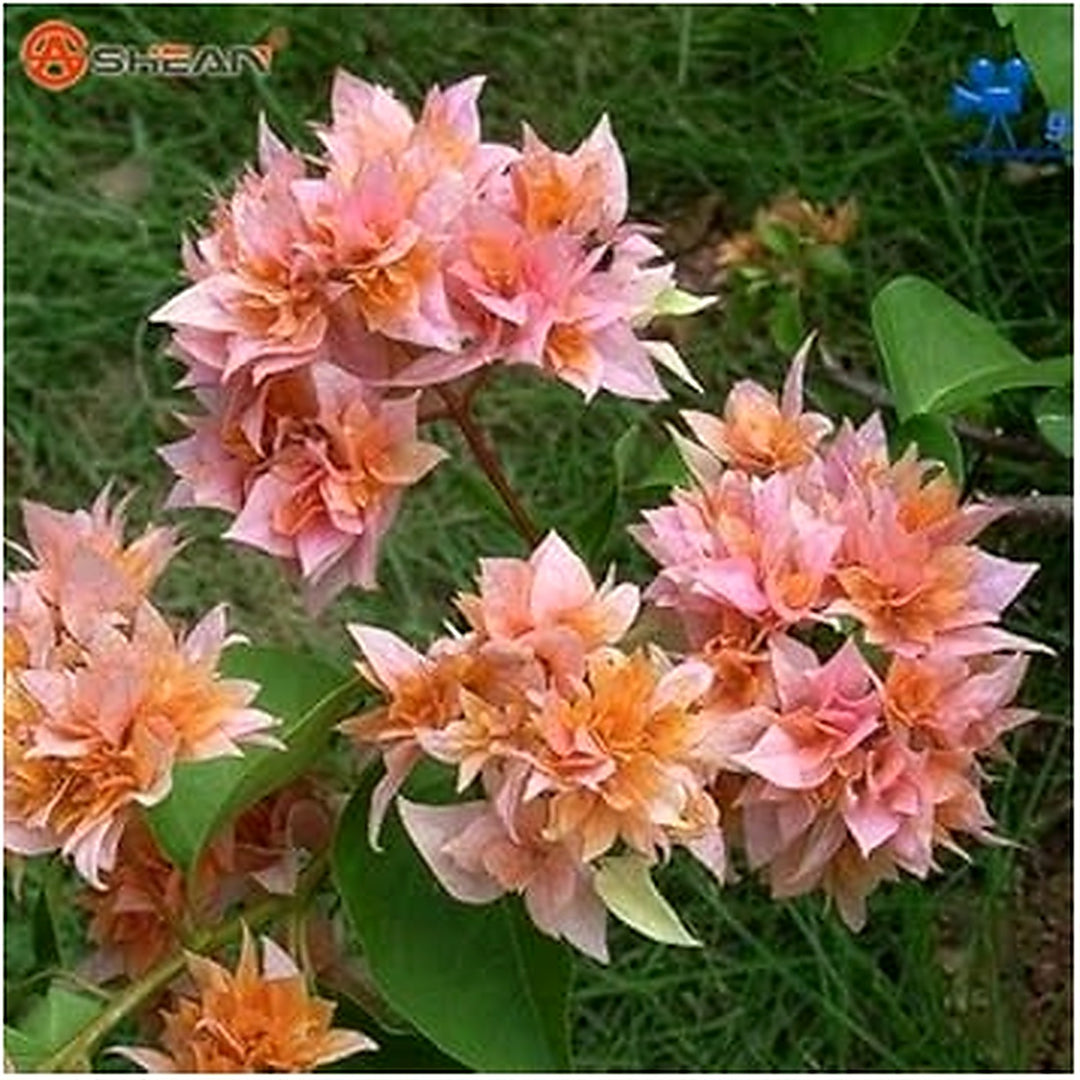 Fresh Blooming Flower Seeds for Planting [neera-v5-7ca3a3e64586a409247a]