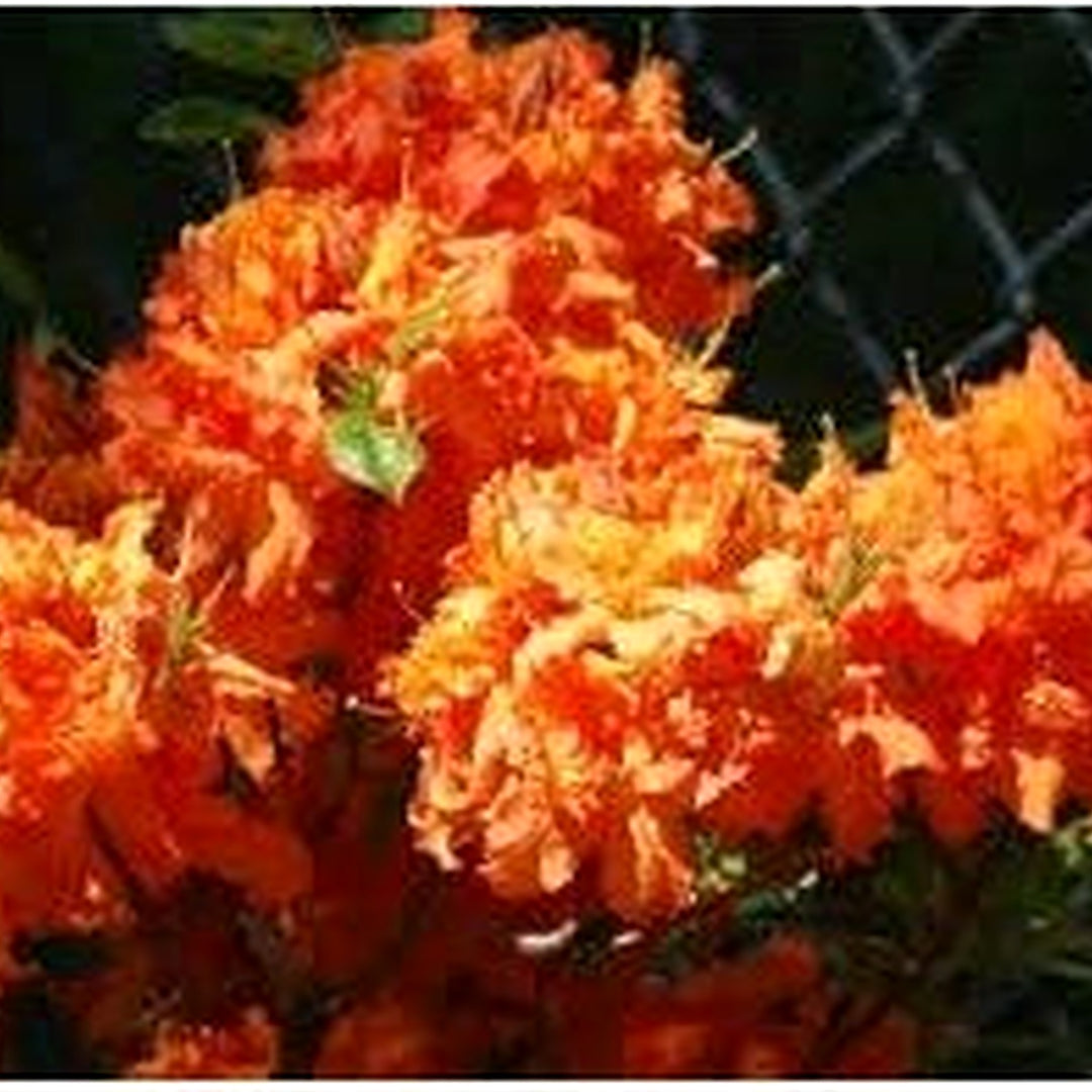 Organic Light Red White Azalea Flower Seeds for Planting [neera-v5-7ca49c81a08eb9d56a0a]