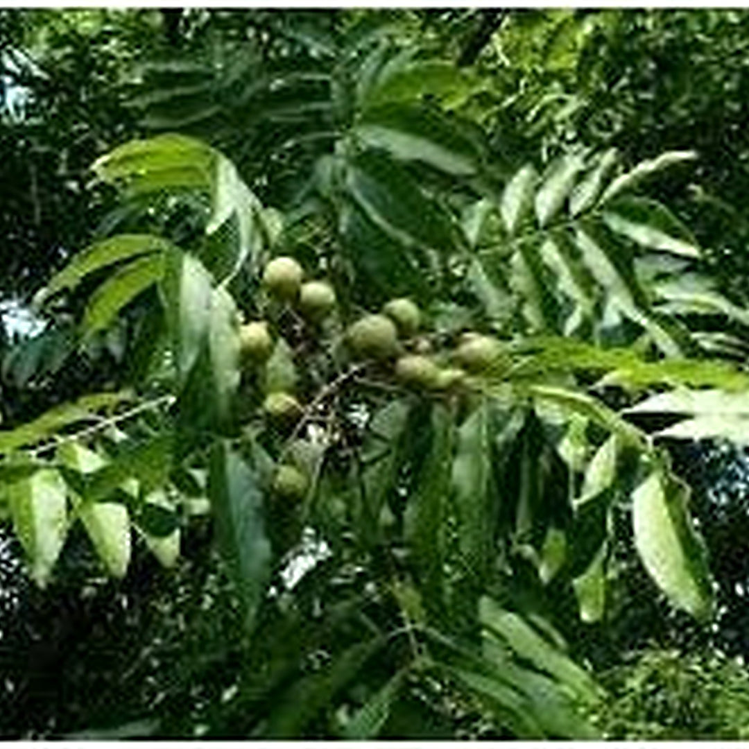 Soapberry Plant Seeds for Planting [neera-v5-7ca8c2ce09a57e714039]