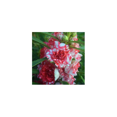 Camellia Impatiens Flower Seeds for Planting [neera-v5-7cb2a4dbc8ed7b69ef1a]