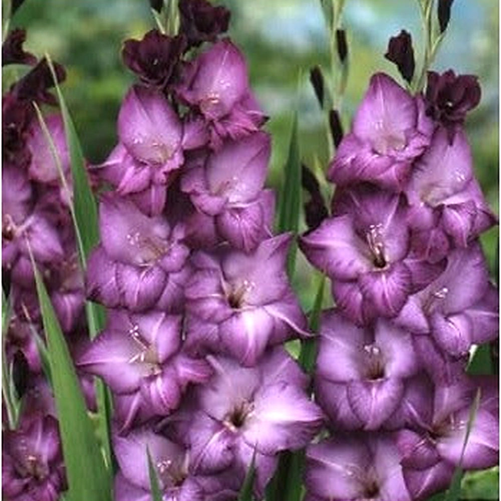 White Purple Gladiolus Flower Seeds [neera-v5-7cc01f6de6a8a112ff5f]