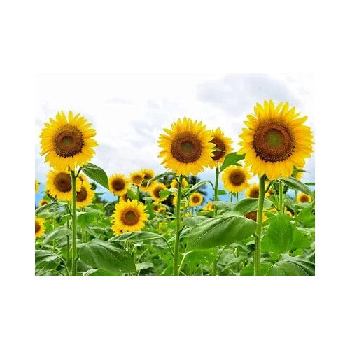 Giant Sunflower Planting Heirloom Non Gmo High Germination Flower Seeds Home Garden [neera-v5-7cc868e6715fc93d1cd5]