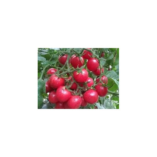Dark Pink Tomato Seeds for Planting [neera-v5-7cc92ac152b96588ed40]