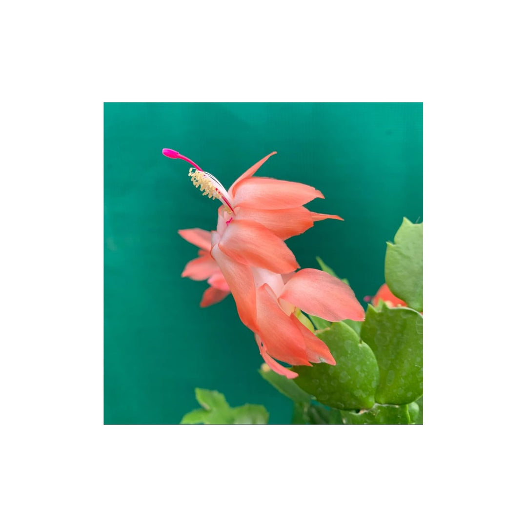 Orange Schlumbergera Flower For Planting Flower Seeds for Home Garden Planting, Vibrant Organic [neera-v5-7cc93fc4e11b3cfda07b]