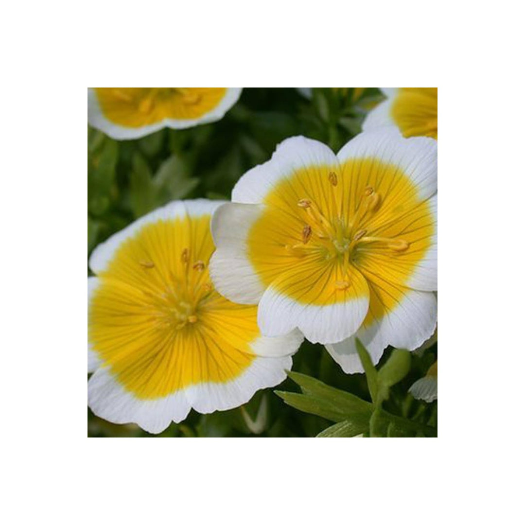 Poached Egg Limnanthes Douglasii Flower For Planting Ideal For Decorative Cut Flowers Home [neera-v5-7cd2d6e32bbf5bf9b1b9]