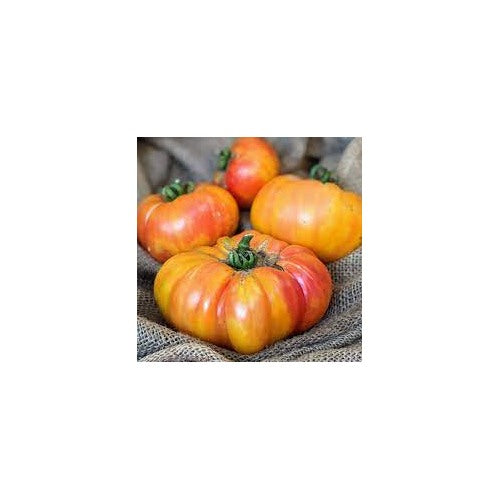 Big Rainbow Bi-Color Tomato Seeds for Planting [neera-v5-7cd6e3990ade4de73a92]