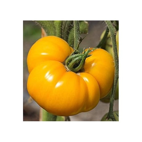 Yellow Tomato Seeds for Planting [neera-v5-7cf80dfa68a28465837e]