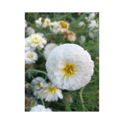 Moonlight Marigold Planting Rare Large Double Bloom Non Gmo Fresh Planting Heirloom Easy To [neera-v5-7cfac09248df27835368]