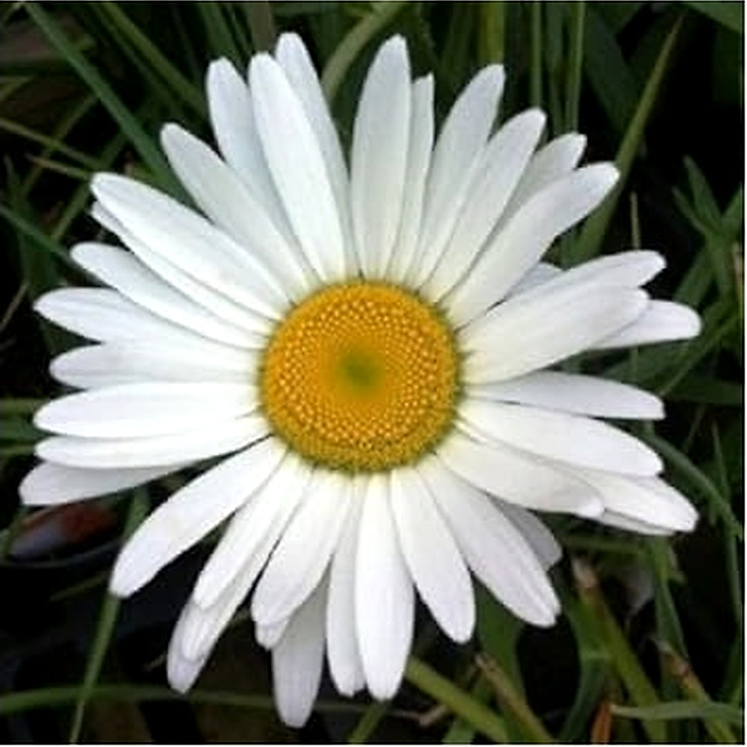 White Leucanthemum Flower Seeds for Planting [neera-v5-7d06d9ae875ed24c6988]