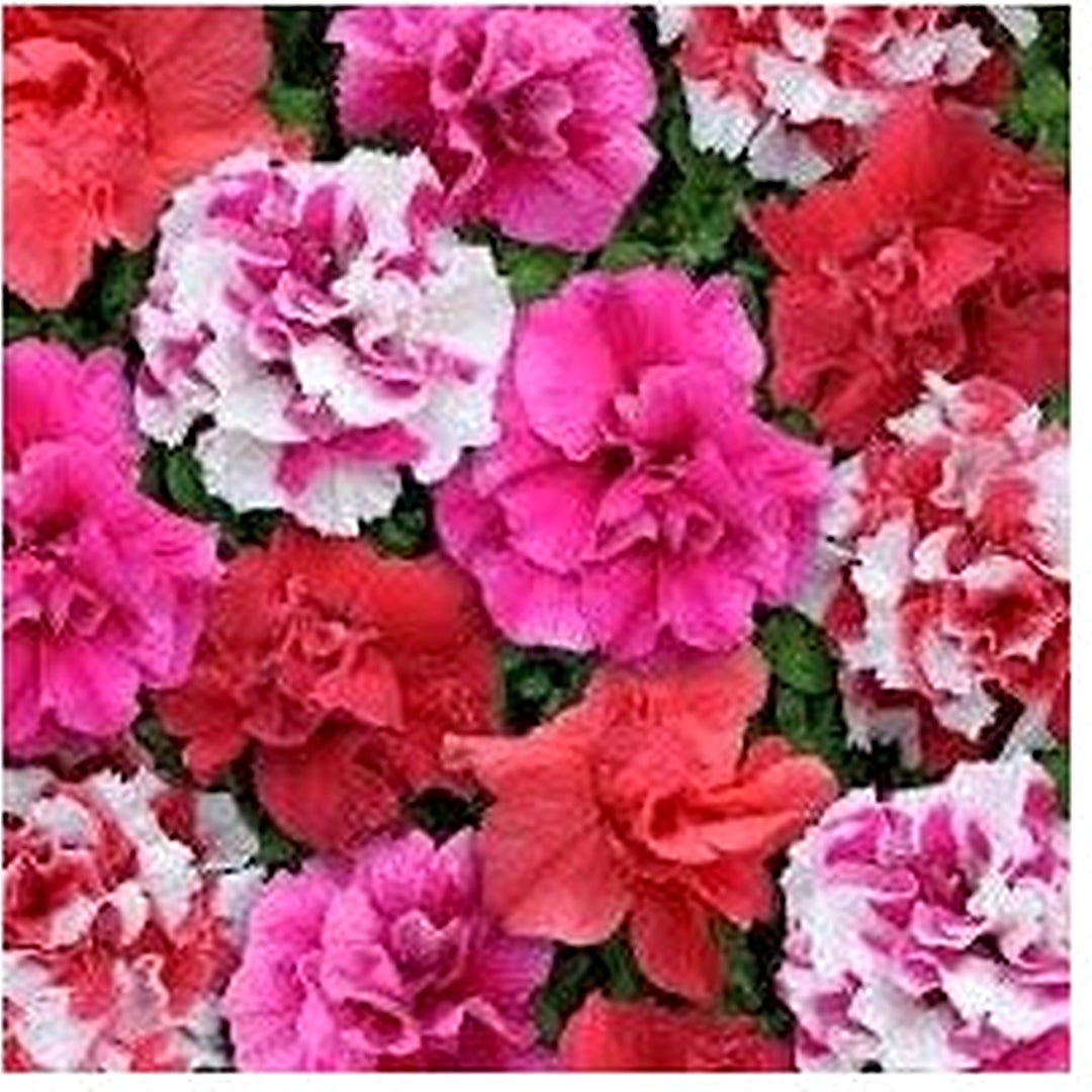 Mixed Colour Double Petunia Seeds for Planting [neera-v5-7d09c5800be3373e03b7]