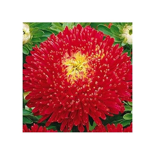 Heirloom Red Callistephus Aster Flower Seeds for Planting [neera-v5-7d0a0dadde52cfbabd0d]