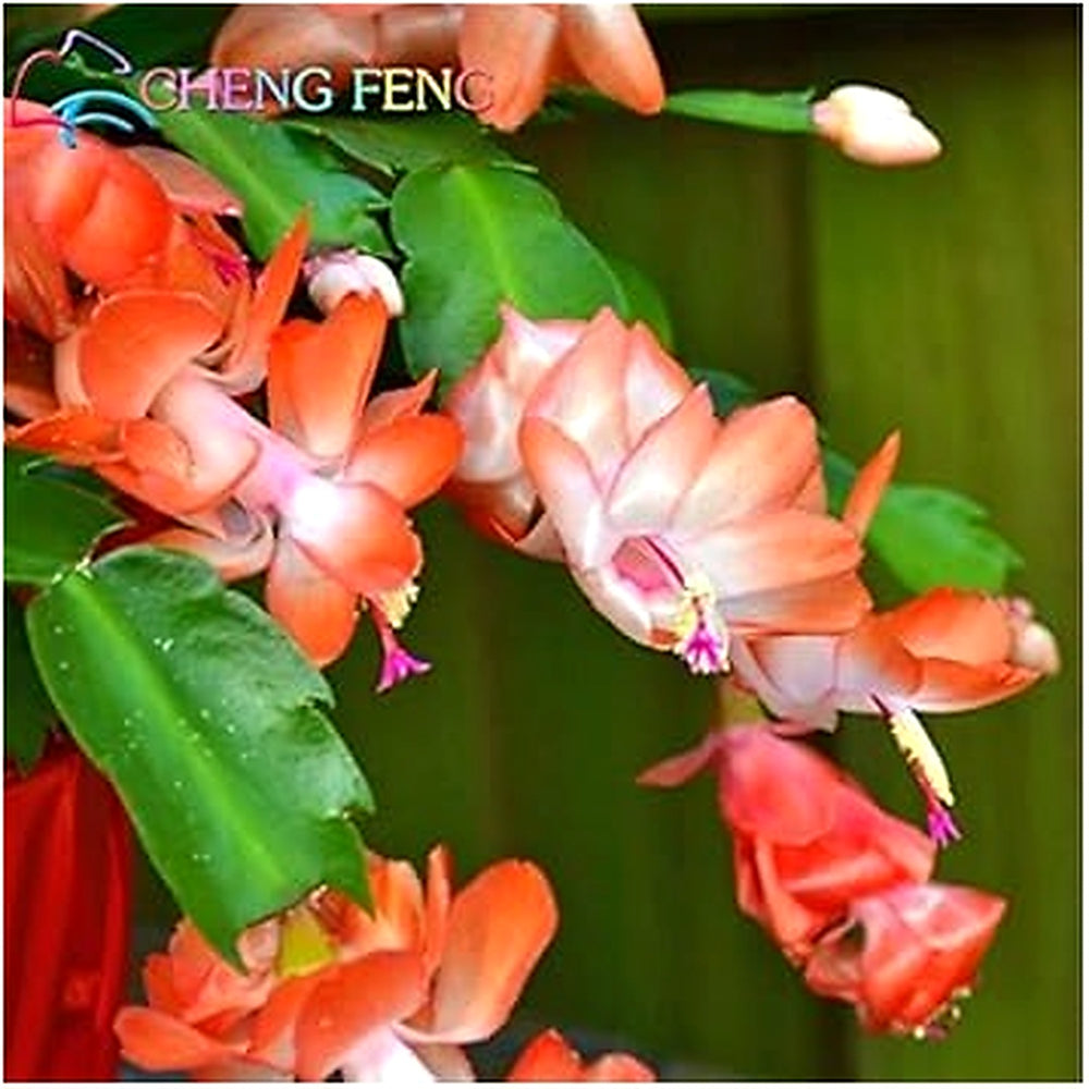 Purple Schlumbergera Flower Seeds for Planting [neera-v5-7d0ab81f4880915eaaeb]