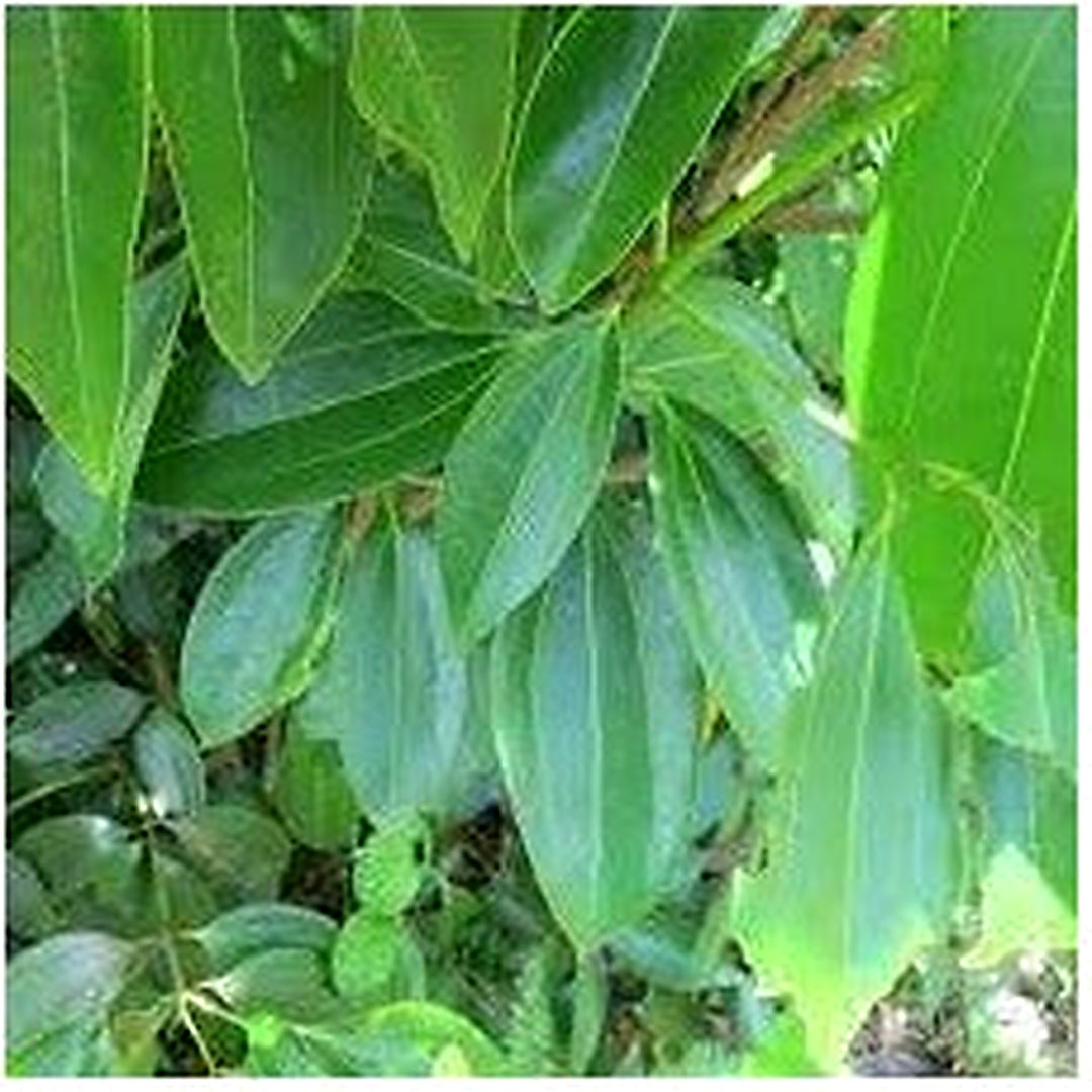Cinnamon Plant Seeds [neera-v5-7d16b9418800e8647e54]