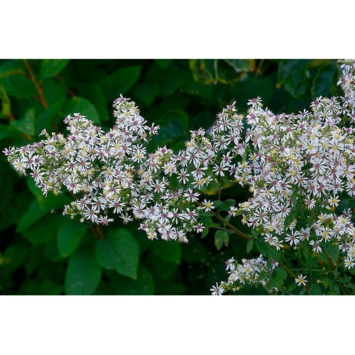 Aster Lateriflorus Flower Seeds [neera-v5-7d228ec0f57056de6c60]
