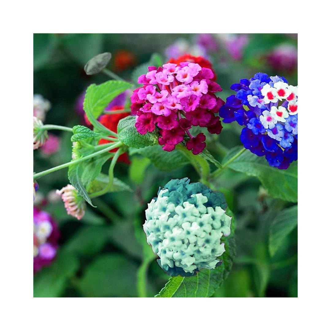 Organic Lantana Flower In Mixed Colors For Planting Heirloom Non Gmo Flower Seeds for Home Garden [neera-v5-7d25d807c18a33026260]