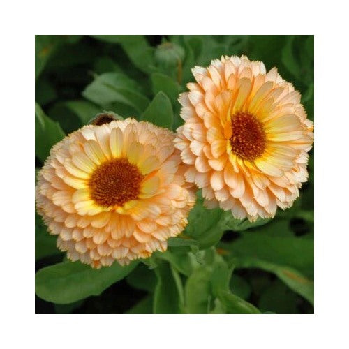 Pink Surprise Calendula Planting Heirloom Edible Flowers Non Gmo Edible Flowers And Leaves [neera-v5-7d3d17fa210ae063c98b]