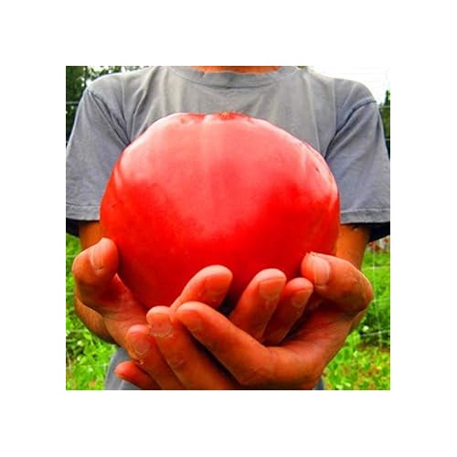 Big Red Tomato Seeds for Planting [neera-v5-7d44d317d766dcb5169d]