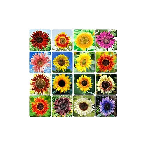 Sunflower Helianthus Annuus Variety Mix Flower For Planting In Home Garden Or Open Lscapes [neera-v5-7d46cc115ab9a092b8e3]