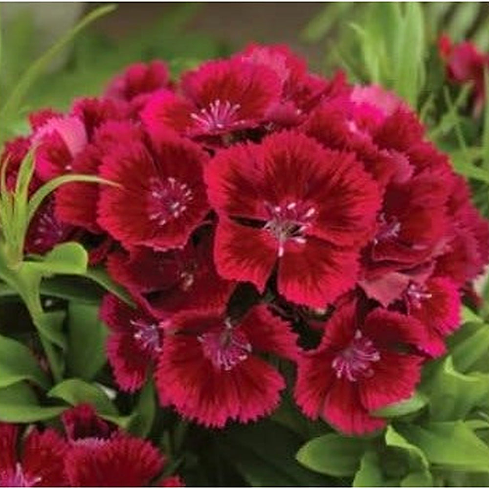 Heirloom Non-GMO Maroon Dianthus Flower Seeds for Garden Planting [neera-v5-7d48f1e57b0457f75919]
