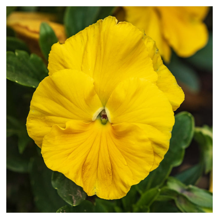Yellow Organic Swiss Pansy Flower Planting Heirloom Non Gmo Garden Flower Seeds Home Garden [neera-v5-7d52b1a430edadb768af]