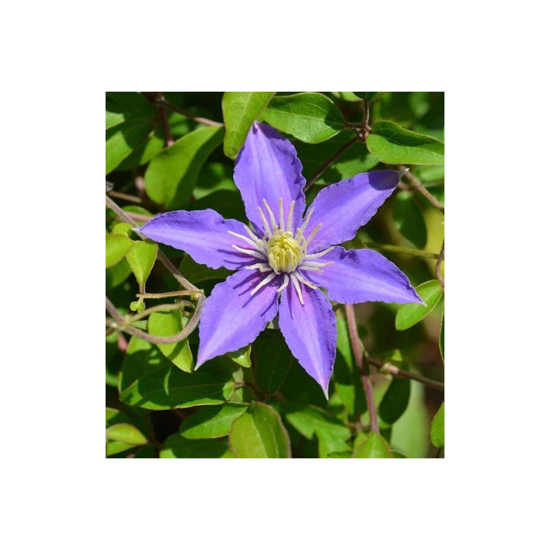 Clematis Clematis Florida Flower For Planting In Vertical Garden Trellises Home Lscapes [neera-v5-7d57850f7396642068a7]