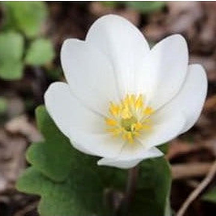 White Sanguinaria Flower Seeds for Planting [neera-v5-7d57d4c777f4b04dc8c9]