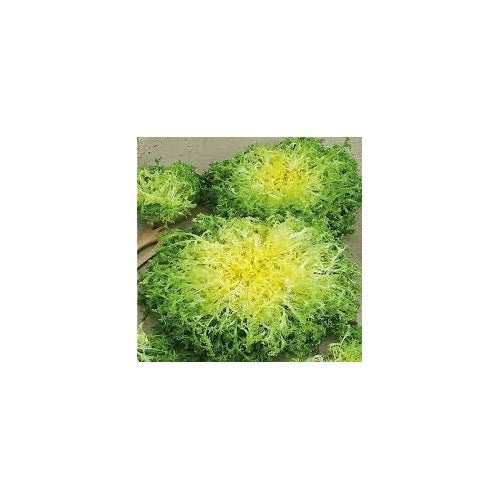 Endive Lettuce Curly Frisée Seeds for Planting [neera-v5-7d697f3607d9f97b8dea]