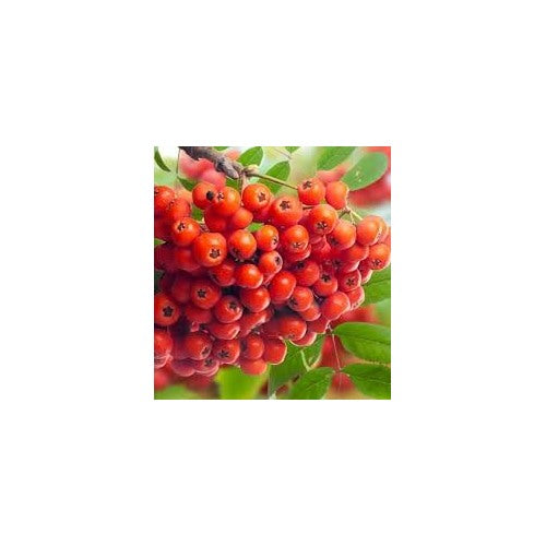 Sorbus Aucuparia (Rowan, European Mountain Ash) Seeds [neera-v5-7d6a1cb913407af2e5d4]