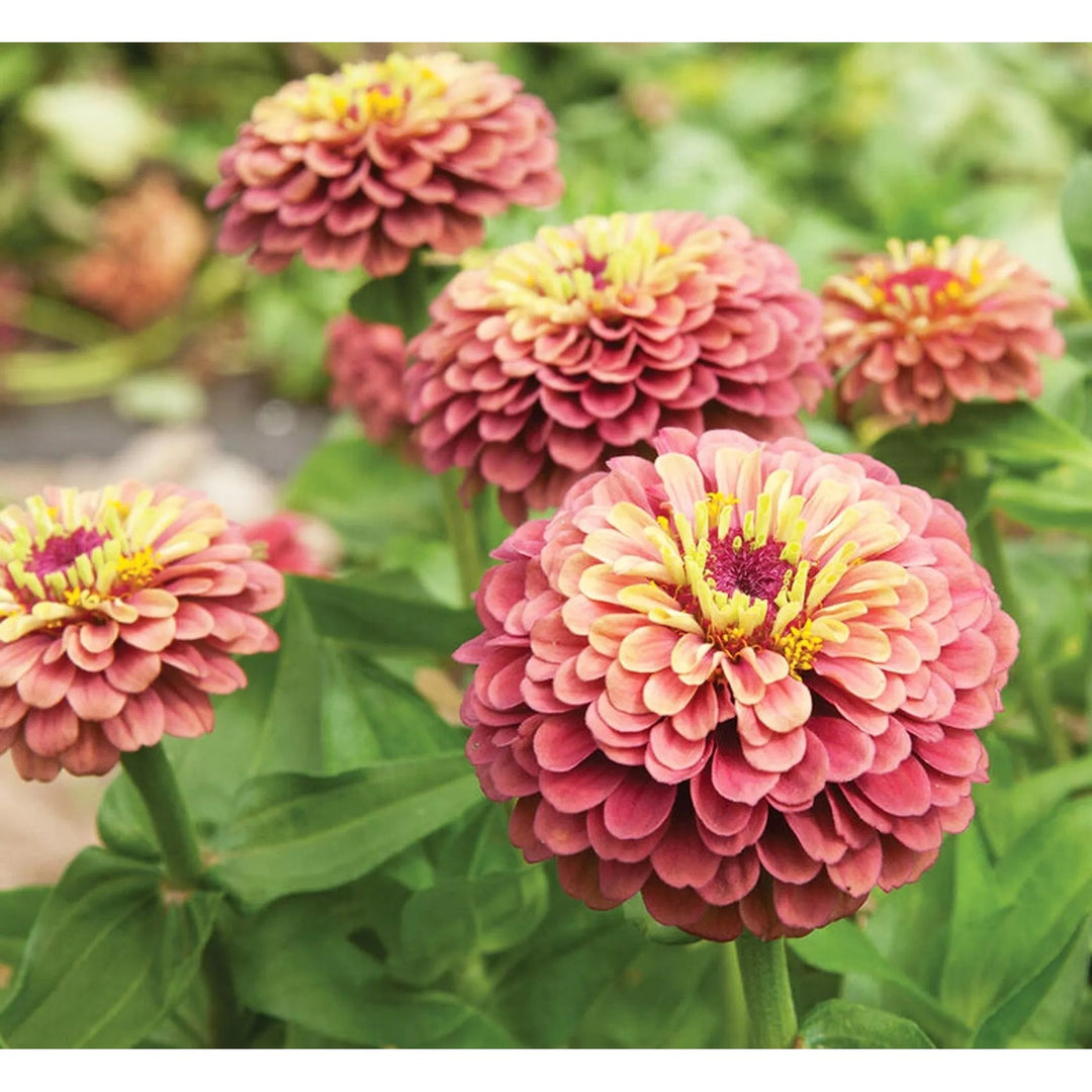 Red Queeny Lime Zinnia Flower For Planting Vibrant Non Gmo Garden Flowers Flower Seeds for Home [neera-v5-7d70241f219eee94e8c5]