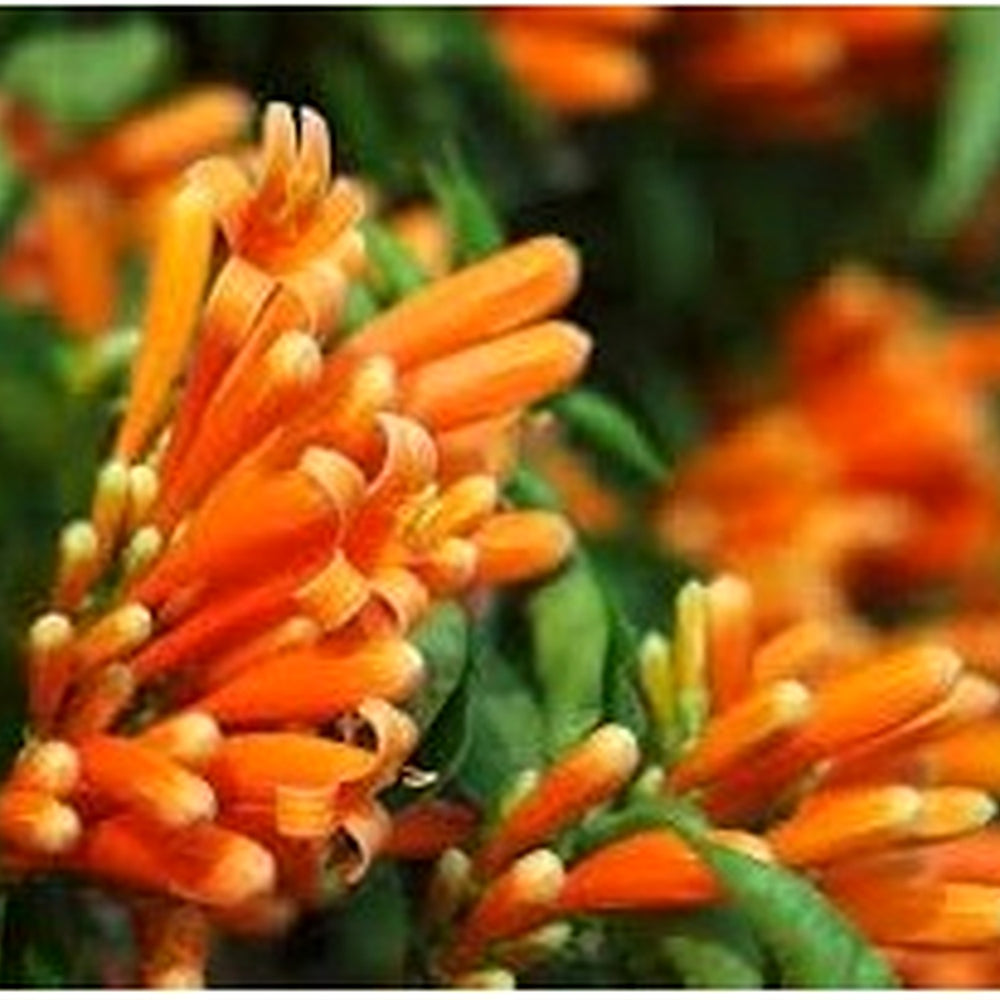 Heirloom Lonicera Ciliosa Flower Seeds Non-GMO for Garden Planting Orange Trumpet Blooms [neera-v5-7d72dbf93833f5515f6b]