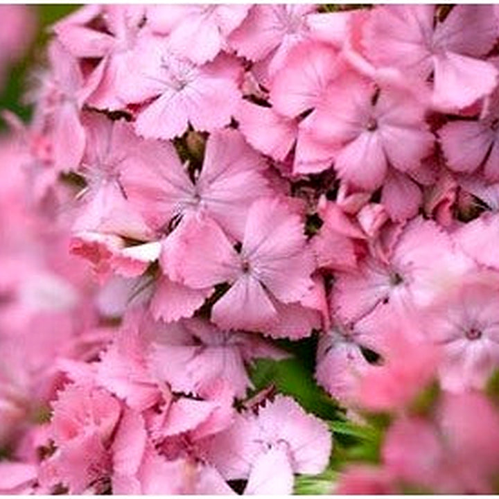 Light Pink Dianthus Flower Seeds for Planting, NON GMO Seeds [neera-v5-7d741f36227c50324abc]