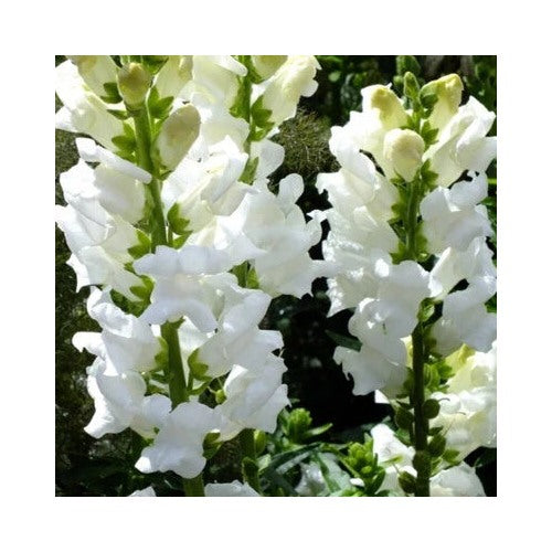Snowflake Snapdragon Planting Heirloom Non Gmo Easy To Grow Annual Blooms Flower Seeds Home [neera-v5-7d7a5c26868dbaaf017b]